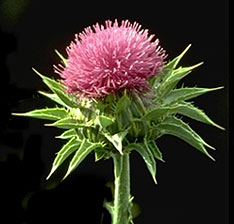 milk_thistle.jpg